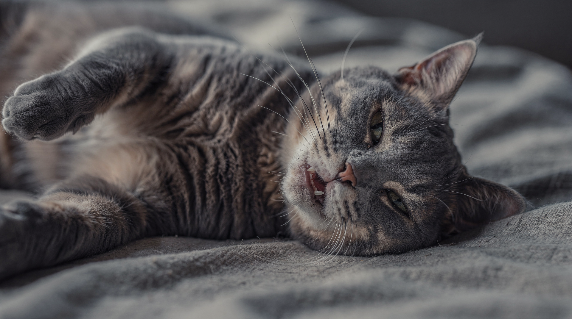 Recognizing Signs of Cat Heartworm Disease