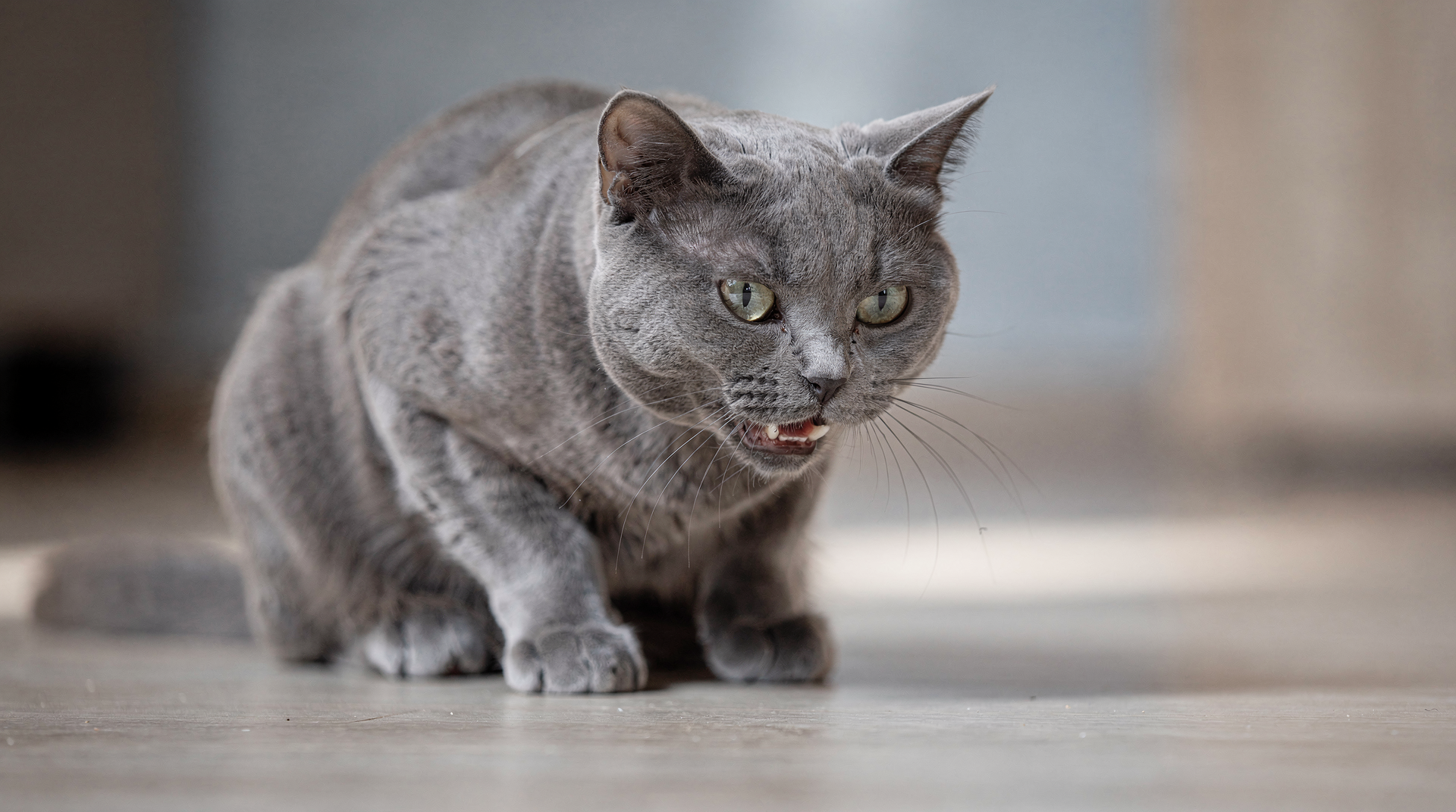 Recognizing Signs of Cat Heartworm Disease