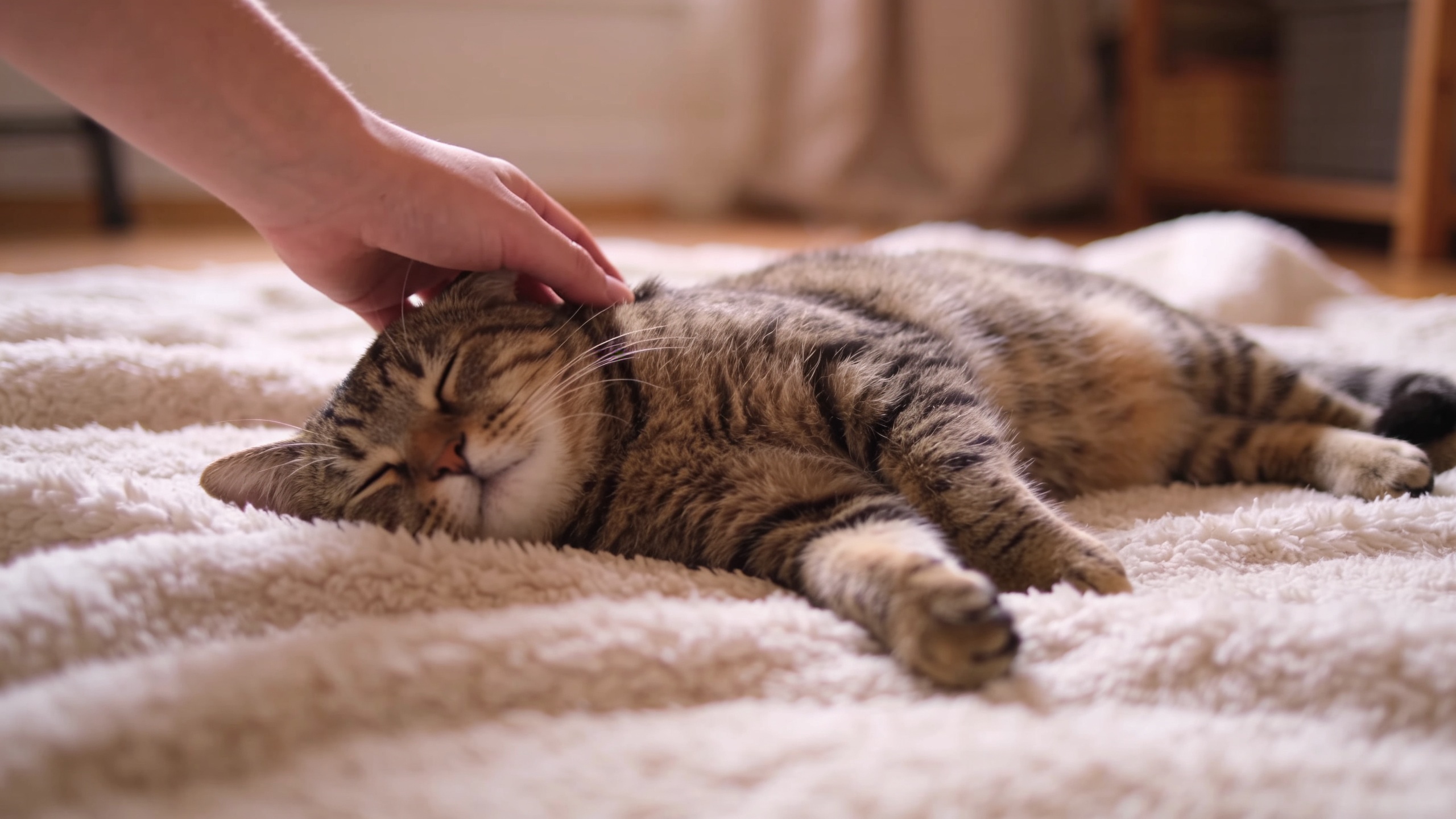 The Benefits of Cat Massage for Relaxation